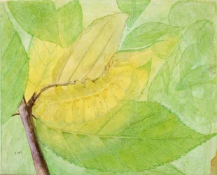 Lunarraupe, Studie für das Buch Concealing Coloration in the Animal Kingdom, o.J.