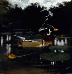 Männliche Brautente in einem Waldteich, Studie für das Buch Concealing Coloration in the Animal Kingdom