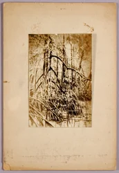 Foto eines Sumpfes, Studienmappe für das Buch Tarnfärbung im Tierreich