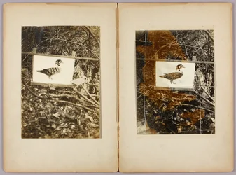 Schablonenenten, Studienmappe für das Buch Concealing Coloration in the Animal Kingdom