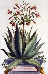 Aloe Serrata major umbellifera, aus 