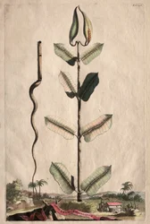 Phytographia Curiosa: Apocynum Virginianum