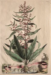 Phytographia Curiosa: Britannica Antiquorum Vera