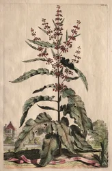 Phytographia Curiosa: Lapathum Longifolium Crispum