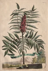Phytographia Curiosa: Sumachbaum
