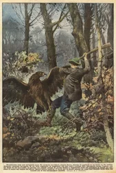 Dramatischer Kampf mit einem Königsadler