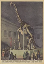 Das Skelett des größten jemals existierenden Landtieres, des Brachiosaurus