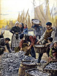 Sardinenfischerei in der Bretagne im Jahr 1903 (Illustration von Achille Beltrame)