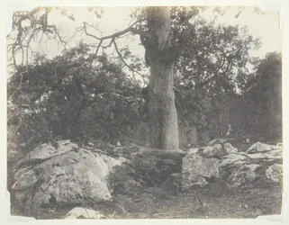 Wald und Felsen, Fontainebleau
