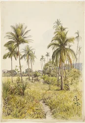 Palmen, Colima