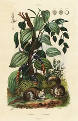 Schwarzer Pfeffer und Südlicher Flughund