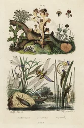 Libellen, 1834-1839 (Gravur)