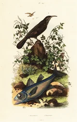 Graukronen-Babbler und Schwarzer Kardinalfisch