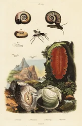 Auster, Spinnenwespe und Schnecke