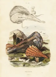 Fächer- oder Fächer-Muscheln (Stich)