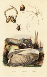 Bohrmuschel, Muschel, Käfer und Spinne