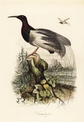 Zwölfdrähtiger Paradiesvogel, Seleucidis melanoleucus