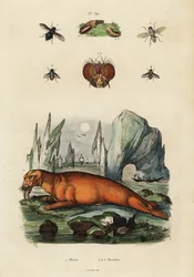 Walross und Fliegen (Gravur)