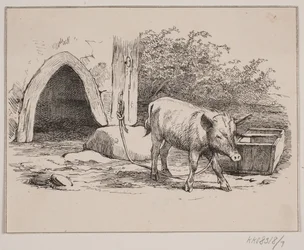 Lænkegrisen