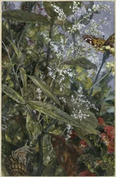 Blumen mit einem Schmetterling und Schnecke. Aus dem „Kinderalbum“