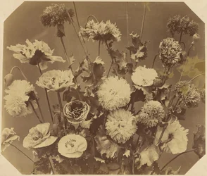 [Blumen]