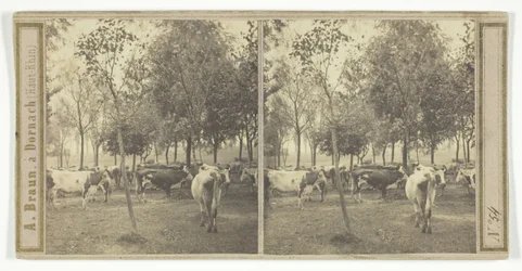 Ohne Titel [Kühe], 1850