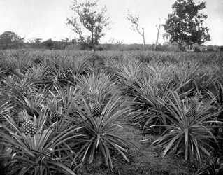 Ananasplantage, Jamaika, ca. 1905