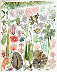 Illustration von Algen und Seetang, um 1923