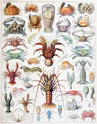 Illustration von Krustentieren