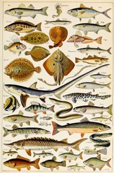 Illustration essbarer Fische, ca. 1923