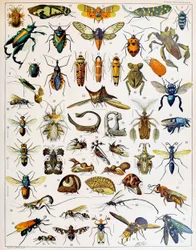 Illustration von Insekten