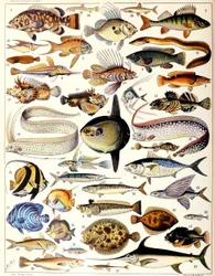 Illustration von Meeresfischen
