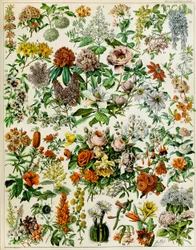 Illustration von Blütenpflanzen, ca. 1923