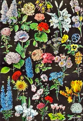 Illustration von Gartenblumen, ca. 1923