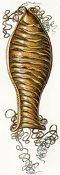 Geripptes Eigehäuse eines Katzenhais (Scyliorhinus), 1923