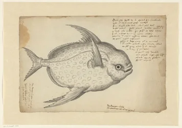 Opah (Lampris guttatus)