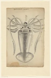 Tintenfisch