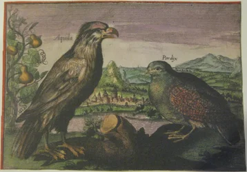 Adler und Rebhuhn, Iconotheca Valvasoriana