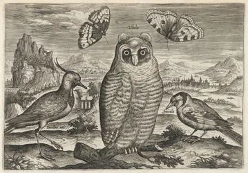Kiebitz, Waldohreule und Stieglitz