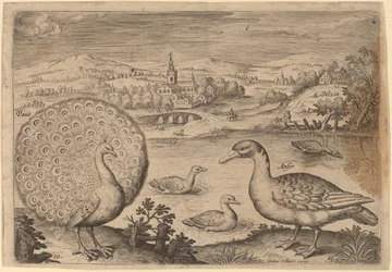 Pfau und Gans