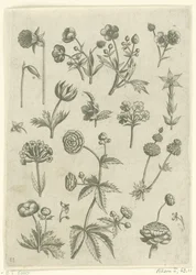 Ranunkeln, Primeln und Butterblumen (Florilegium)