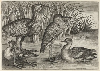 Säger, Rohrdommel, Reiher und Krickente