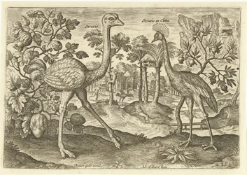 Zwei Laufvögel in einer Landschaft