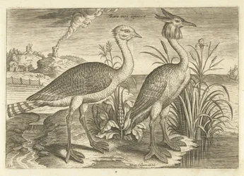 Zwei Watvögel in einer Landschaft (Serie: Vögel, Avivm vivae)