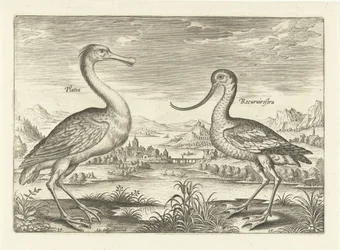Zwei Watvögel in einer Flusslandschaft