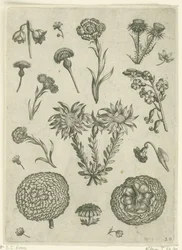Verschiedene Blumen, darunter Chrysantheme und Distel (Florilegium)