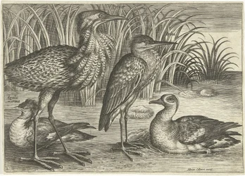 Vier Watvögel am Ufer