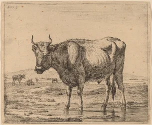 Stier im Wasser stehend