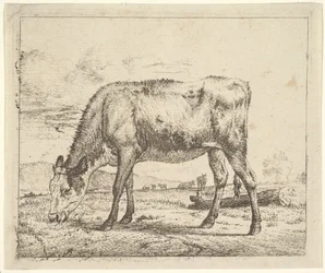 Weidendes Kalb, aus Verschiedene Tiere, 1658