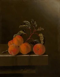 Stillleben mit fünf Aprikosen, 1704